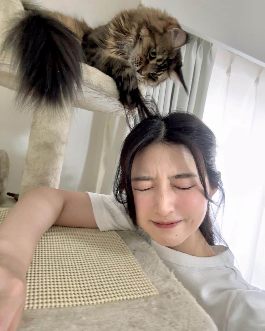 八田エミリさんのインスタグラム写真 - (八田エミリInstagram)「最近の師匠コーナー！師匠の最新マイブームは、自分より小さい段ボールに入る事です笑 近づくともれなく髪をとかれるので皆さんご注意下さい！笑　#メインクーン #猫」8月21日 12時02分 - hattaemily