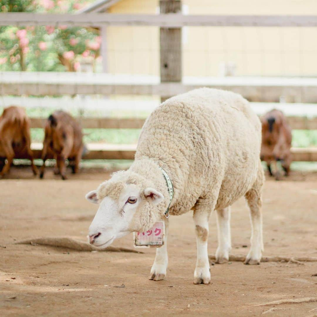 成田ゆめ牧場さんのインスタグラム写真 - (成田ゆめ牧場Instagram)「美男子ヒツジのハックくん🐑❤︎  ハックくんは頼れるみんなのお兄さん！だけど実は、甘えん坊さん⁉︎👶   スタッフやお客様がいると、自分からかまって〜と近づいて、かわいいお顔で「撫でて🥹❤︎」とアピール。  これでイチコロ、みんなハックくんの虜になっちゃいます💘  #成田ゆめ牧場 #ヒツジ  #もふもふ #かわいい #sheep #naritadreamfarm」8月21日 13時15分 - yumebokujo