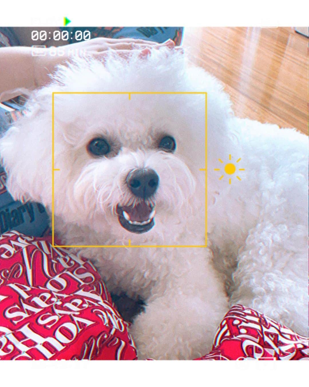 板橋よしえのインスタグラム：「.  LiSAちゃんのお家に遊びに行った日。  愛犬のころもちゃんがぬいぐるみみたいにふわっふわでかわいくてかわいくて🥹🫶  会うといつも感謝の気持ちを伝えてくれるLiSAちゃん🥹なんて良い子なの～🥲✨ 話す言葉の中に、揺らぎない強さと優しさがあって。そっと背中を押してもらえたよ。 ありがと❣️LiSAちゃん🥹❣️」
