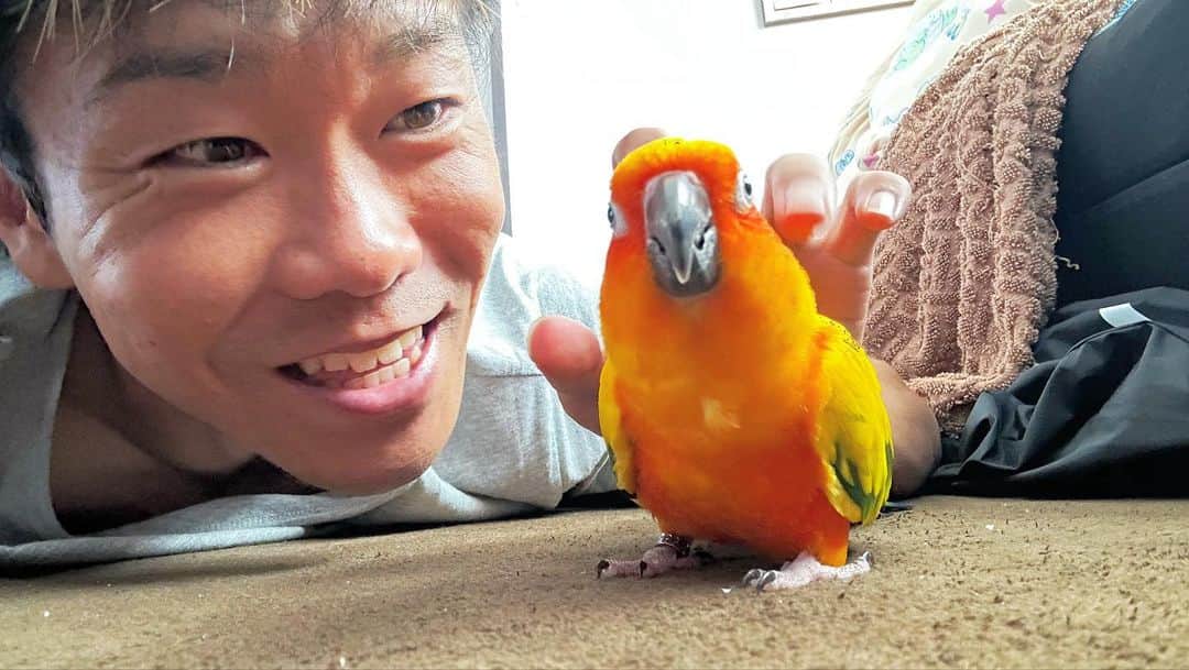 松下シュートさんのインスタグラム写真 - (松下シュートInstagram)「. なんかかわいい🦜❤️  #夏 #夏休み #ぼくのなつやすみ #3才 #インコ #ことりまつり #鳥 #bird #コガネメキシコインコ」8月21日 13時19分 - pana_nowonsale