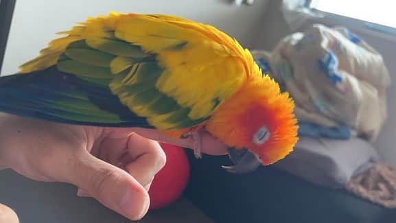 松下シュートさんのインスタグラム写真 - (松下シュートInstagram)「. なんかかわいい🦜❤️  #夏 #夏休み #ぼくのなつやすみ #3才 #インコ #ことりまつり #鳥 #bird #コガネメキシコインコ」8月21日 13時19分 - pana_nowonsale