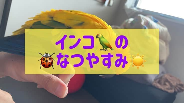 松下シュートのインスタグラム：「. なんかかわいい🦜❤️  #夏 #夏休み #ぼくのなつやすみ #3才 #インコ #ことりまつり #鳥 #bird #コガネメキシコインコ」