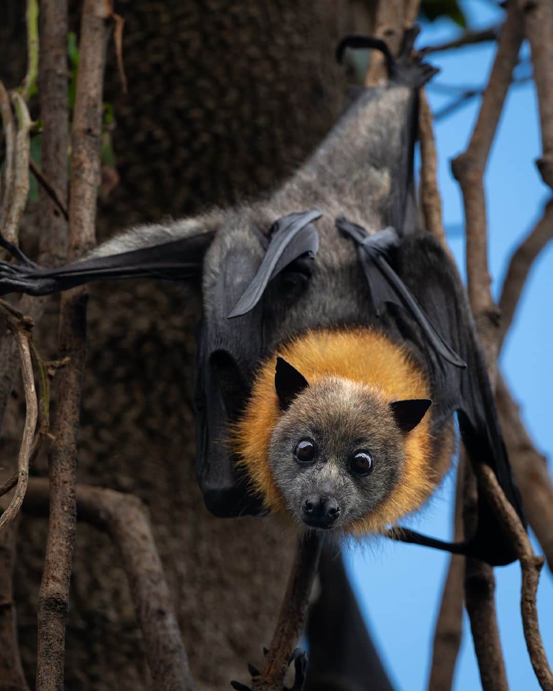 Nikon Australiaさんのインスタグラム写真 - (Nikon AustraliaInstagram)「It isn't often that you get to see bats up close but @brandanwebbfilms knew exactly how to get their attention in this incredible series with the Z 8.   "The Z 8 has been an absolute dream to use, being able to shoot 20 frames a second in Uncompressed Raw with Eye animal tracking is an absolute game changer. You also have the ability to flip one switch and be recording 8k RAW video in less than 2 seconds, all while in a super portable, light and rugged body."  Photos by @brandanwebbfilms   Captured on the Z 8  #Nikon #NikonAustralia #MyNikonLife #NikonCreators #NIKKOR #Z8 #NikonZ8 #Zseries #WildlifePhotography #Australia」8月21日 13時30分 - nikonaustralia