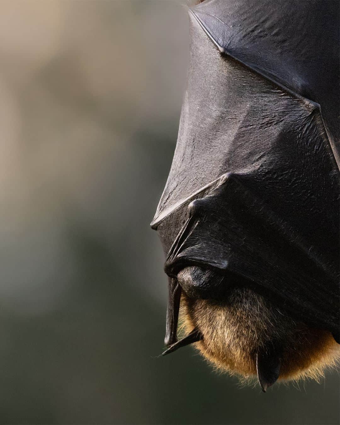 Nikon Australiaさんのインスタグラム写真 - (Nikon AustraliaInstagram)「It isn't often that you get to see bats up close but @brandanwebbfilms knew exactly how to get their attention in this incredible series with the Z 8.   "The Z 8 has been an absolute dream to use, being able to shoot 20 frames a second in Uncompressed Raw with Eye animal tracking is an absolute game changer. You also have the ability to flip one switch and be recording 8k RAW video in less than 2 seconds, all while in a super portable, light and rugged body."  Photos by @brandanwebbfilms   Captured on the Z 8  #Nikon #NikonAustralia #MyNikonLife #NikonCreators #NIKKOR #Z8 #NikonZ8 #Zseries #WildlifePhotography #Australia」8月21日 13時30分 - nikonaustralia