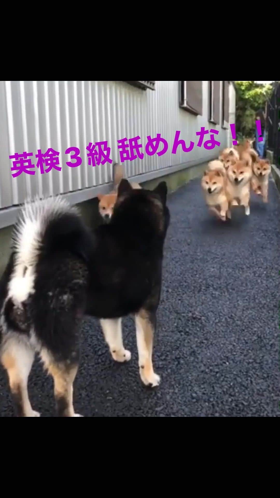 のインスタグラム：「😂😂 @mameshiba_sakuraan」