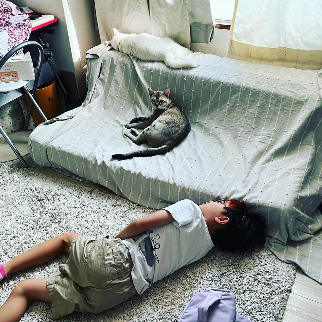 水谷さるころのインスタグラム：「留守番中絶対チェル太がおファルにゃんのごはん食べまくってたと思う。チェル太はデブっており、おファルにゃんはげっそりしていた。普段は私が管理してるけど、シッターさんだと目の前ては食べないらしくて置き餌するしかないらしい。今はおファルにゃんに多めにおやつとご飯あげてるんだけど少食なのよね。そして残りを食い尽くす男…チェル太…。　#おファルにゃん　#おチェルにゃん」