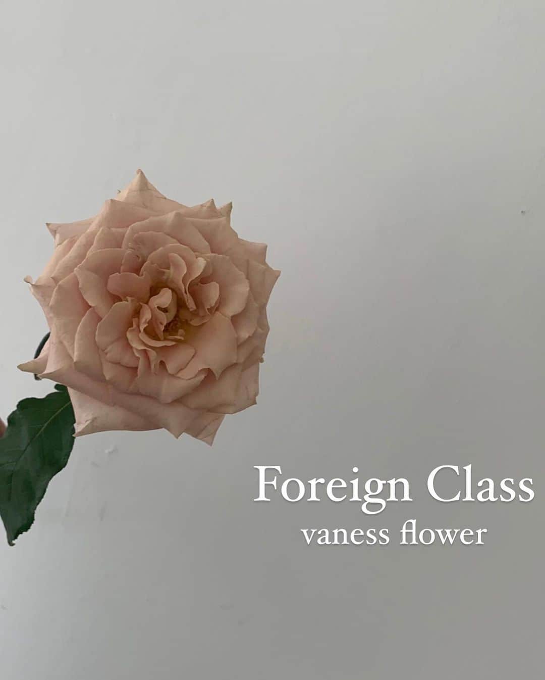 플로리스트 이주연 florist Lee Ju Yeonのインスタグラム：「. Foreign Short Course Class 外国人课  . 8月25日-8月26日  9月16日-9月17日 10月4日-10月5日  . 上課資訊微信，line：sns0807」