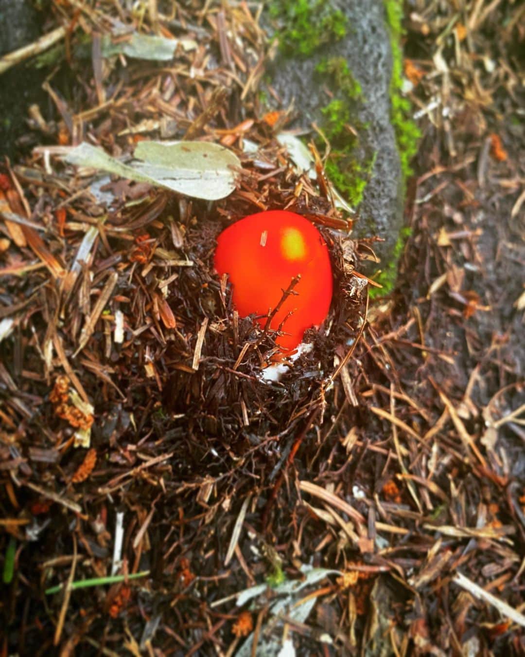 YUKA さんのインスタグラム写真 - (YUKA Instagram)「森のなかで久しぶりにみつけた宝石💎タマゴタケかはたまたタマゴタケモドキか🥚🐣」8月21日 16時18分 - yukamoumoon