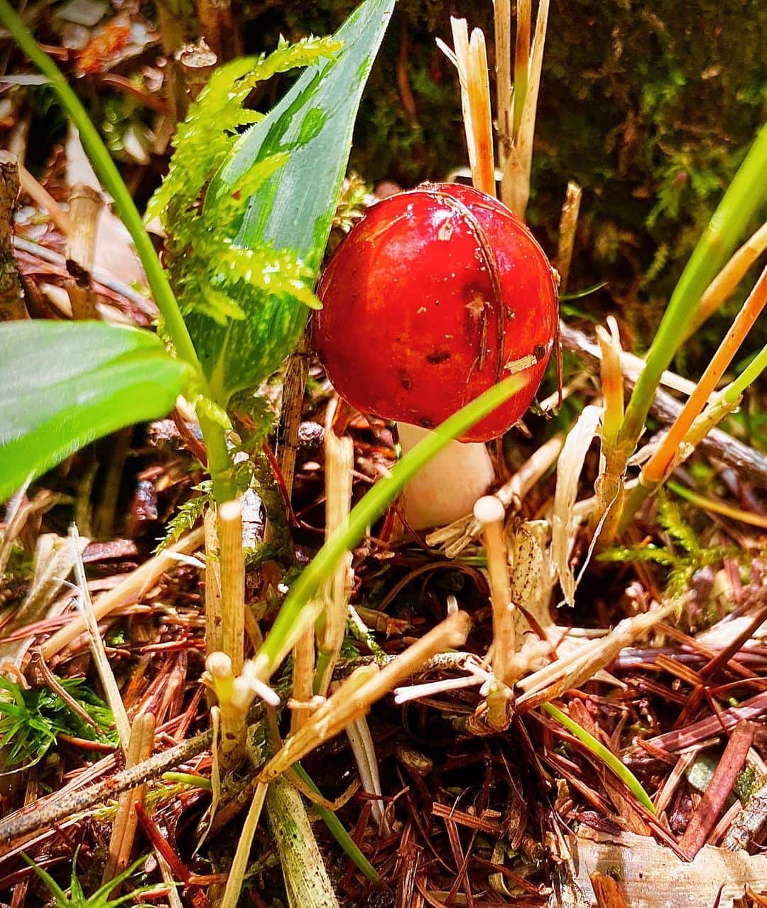 YUKA さんのインスタグラム写真 - (YUKA Instagram)「森のなかで久しぶりにみつけた宝石💎タマゴタケかはたまたタマゴタケモドキか🥚🐣」8月21日 16時18分 - yukamoumoon