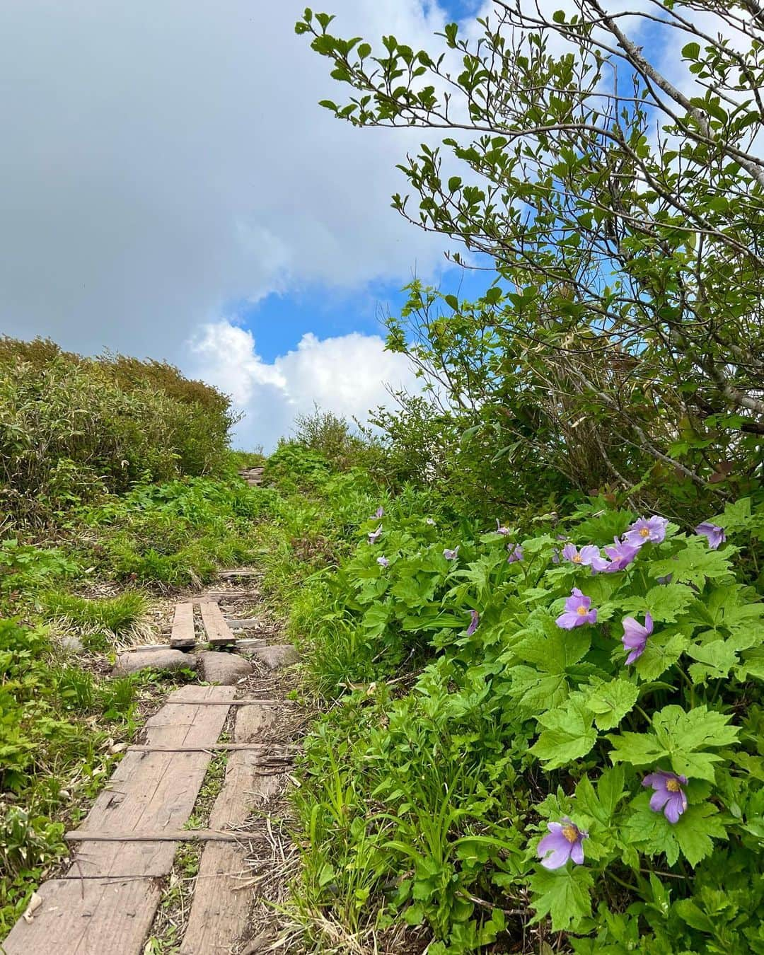 一双麻希 さんのインスタグラム写真 - (一双麻希 Instagram)「今夜19時から☻🏕️ 『テントを背負って』ー"幻の花‘’を見つけにー 8/21(月)NHK BSプレミアム/BS4K 19:00~19:29  #テントを背負って #nhk #nhkbsプレミアム #一双麻希work   #森吉山 #キャンプ飯 #高山植物　 #登山初心者 #秋田 #低山 #低山ハイク #テント泊 #お花のある暮らし #お花が好き #山女 #山ガール #登山女子 #登山 #山好きな人と繋がりたい #キャンプ好きな人と繋がりたい  #自然が好き #アウトドア好き #アウトドア女子 #キャンプ女子 #キャンプ好き #山好き #国内旅行 #日本の絶景 #いっそうまき山記録」8月21日 16時17分 - isso_maki315