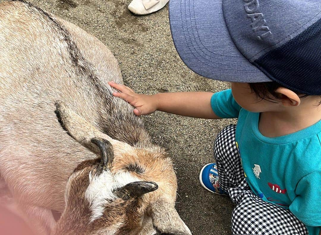 大湯みほさんのインスタグラム写真 - (大湯みほInstagram)「……… 仙台の夏の思い出✨  〜八木山動物園🐘🦁🦓〜へ❗️  ここは、私が小さな頃、もう何回来たんだろう🥺大好きだった、てるぼうじいちゃんに、よく連れてきてもらっていた思い出の動物園で、いつか絶対に👶連れていきたいと思っていた場所でした✨  大きなラクダ🐪のコブを不思議そうに見つめたり、暑くて水浴びをしてるお猿🐵さんをみてニヤニヤ笑ったり、でもなんといっても…ペンペン🐧💕でテンションMAXに上がっておりました❗️シロクマは、ちょっと距離感が近すぎて…少し怖そうだったね😅」8月21日 16時35分 - nukazukemiho0320