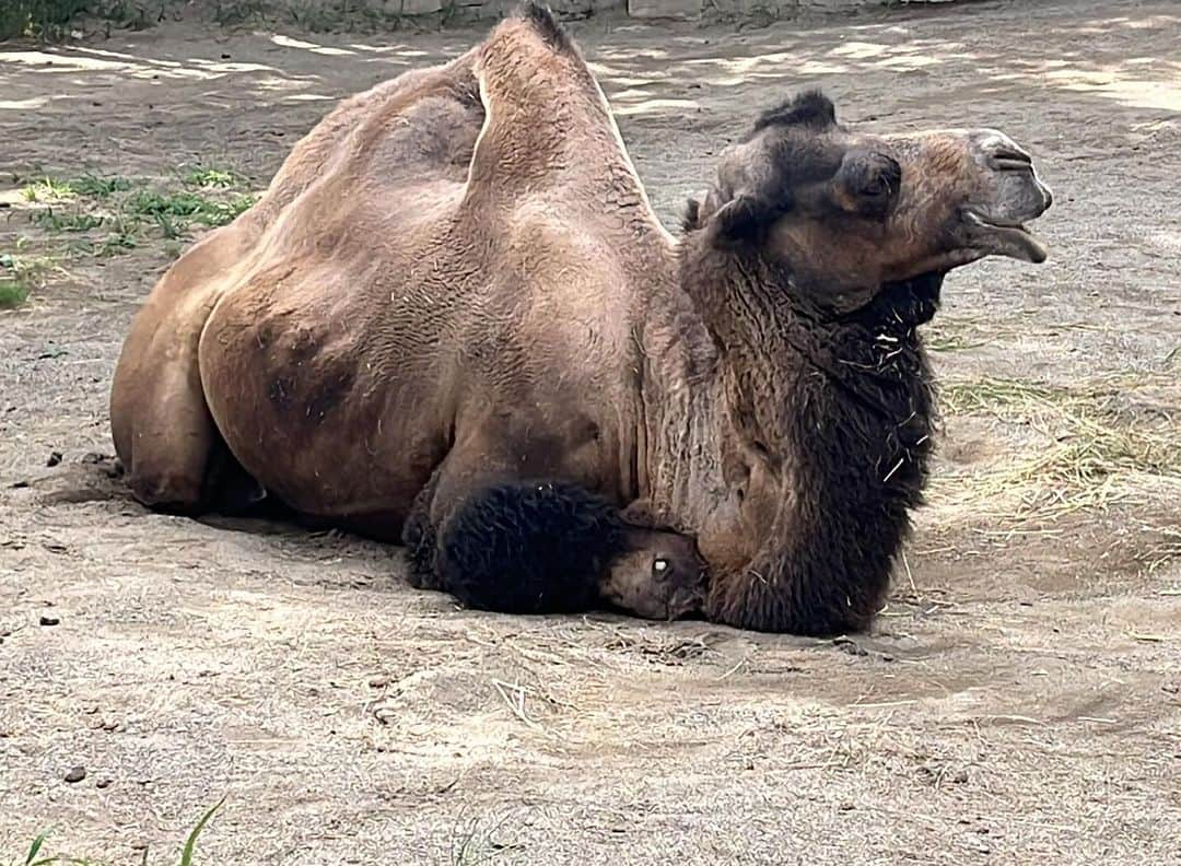 大湯みほさんのインスタグラム写真 - (大湯みほInstagram)「……… 仙台の夏の思い出✨  〜八木山動物園🐘🦁🦓〜へ❗️  ここは、私が小さな頃、もう何回来たんだろう🥺大好きだった、てるぼうじいちゃんに、よく連れてきてもらっていた思い出の動物園で、いつか絶対に👶連れていきたいと思っていた場所でした✨  大きなラクダ🐪のコブを不思議そうに見つめたり、暑くて水浴びをしてるお猿🐵さんをみてニヤニヤ笑ったり、でもなんといっても…ペンペン🐧💕でテンションMAXに上がっておりました❗️シロクマは、ちょっと距離感が近すぎて…少し怖そうだったね😅」8月21日 16時35分 - nukazukemiho0320