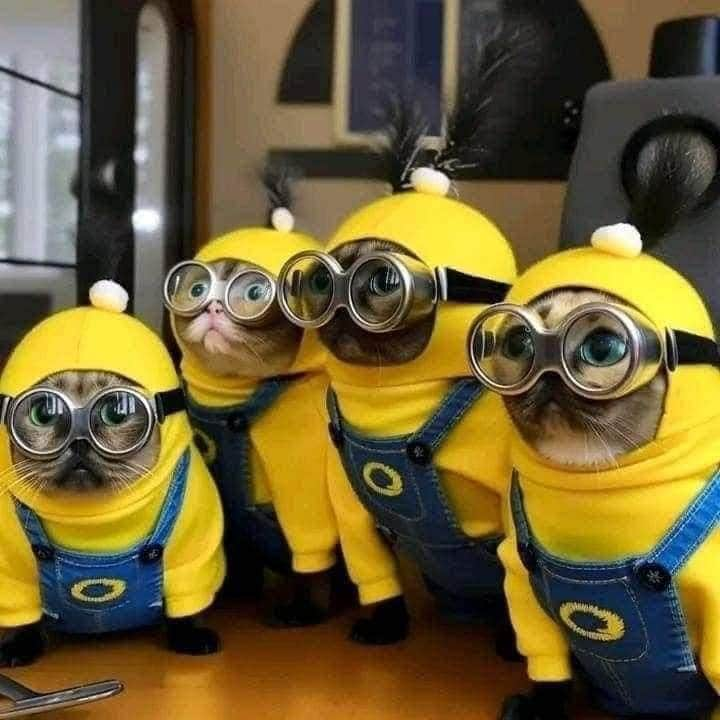 Aww Clubさんのインスタグラム写真 - (Aww ClubInstagram)「Meownions   #meowed #Meownions #minions #banana #helpers」8月21日 17時18分 - meowed