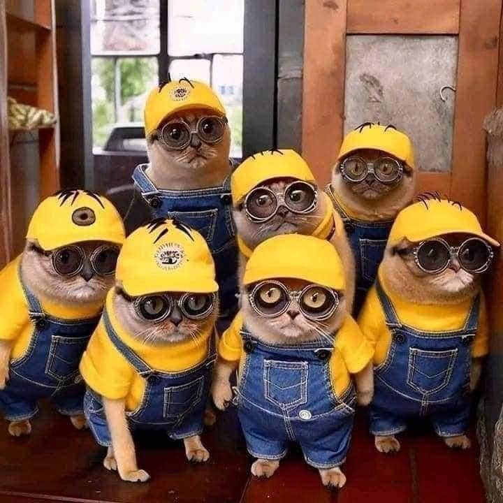 Aww Clubさんのインスタグラム写真 - (Aww ClubInstagram)「Meownions   #meowed #Meownions #minions #banana #helpers」8月21日 17時18分 - meowed