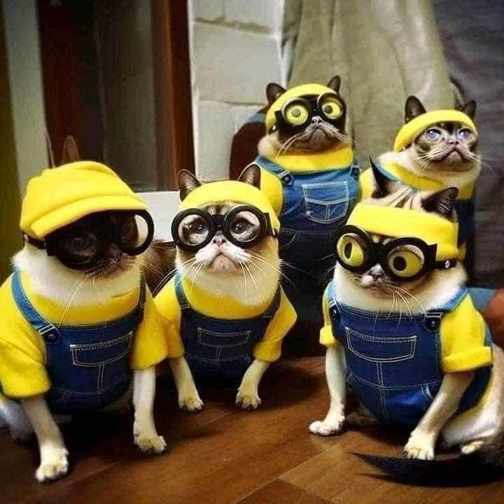 Aww Clubさんのインスタグラム写真 - (Aww ClubInstagram)「Meownions   #meowed #Meownions #minions #banana #helpers」8月21日 17時18分 - meowed