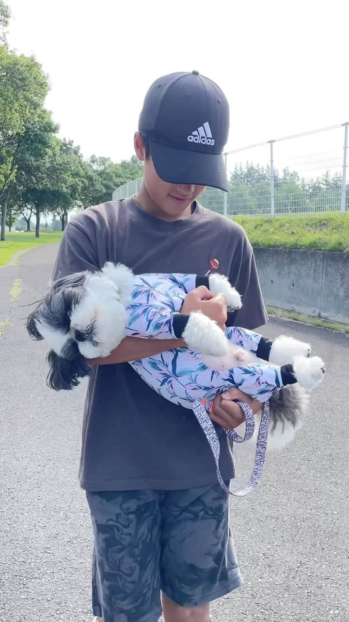 いくらのインスタグラム：「Baby forced home 🐶🏠💨🤭💕 ・ いくらの夏休みのひとコマ🌻 ・ 久しぶりにあった甥っ子に“強制送還”される赤ちゃん🤭💕 ・ ・ ・ #shizthu #シーズー #dogsofinstagram #dog #shihtzu #犬 #shizthulovers #cute #シーズー犬 #犬のいる暮らし #シーズー男の子 #dogstagram #シーズー大好き #いぬすたぐらむ #シーズー大好き部 #わんすたぐらむ #愛犬 #ふわもこ部 #shihtzugram #いぬバカ部 #cutedogs #shihtzulovers #犬の動画 #動画 #夏休み」