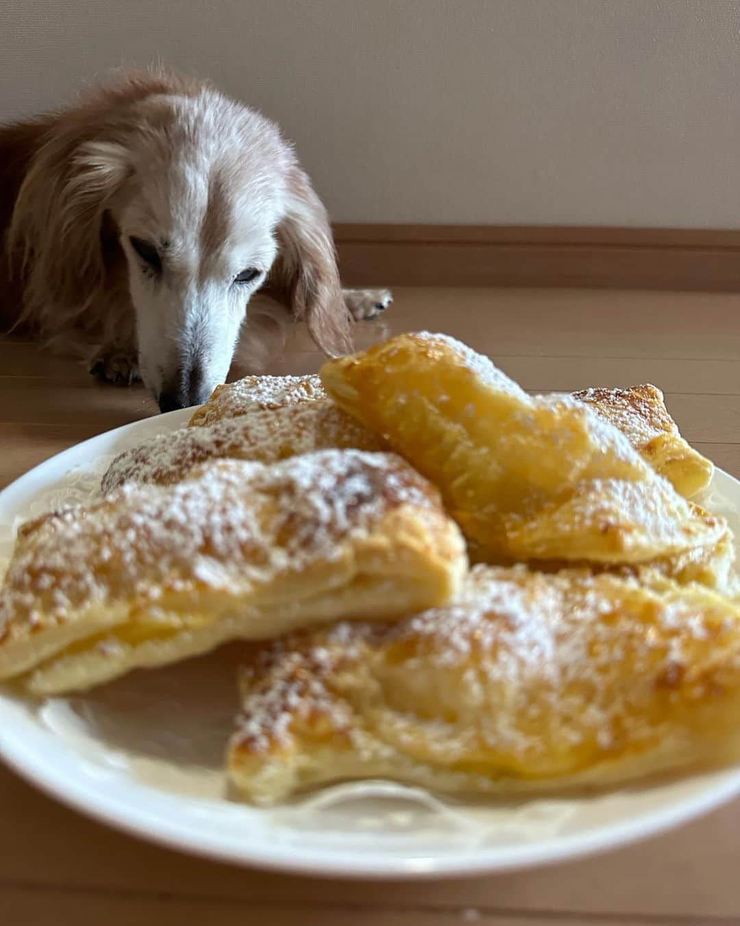 向日葵?のインスタグラム：「部屋中いい匂い~💕 JK久しぶりにお菓子作り カスタードクリームパイに4種類のクッキー🍪 今回の方がカスタードクリーム美味しいよ😋 ＊ 洗い物担当いやなんですけど💦 洗わないと凄いことになるし ちーくん足元にいて邪魔だし🤣 ＊ #JK#お菓子作り  #ミニチュアダックス#いぬぐみ📛 #pecoいぬ部#ハイシニア犬 #ハイシニアダックス#19歳犬#老犬ダックス #シニア犬#わんぱく部#todayswanko #ダックスの日常 #クーピーちゃん #Miniaturedachshund #ダックスフンド #ダックス大好き#犬のいる暮らし #老犬との暮らし」