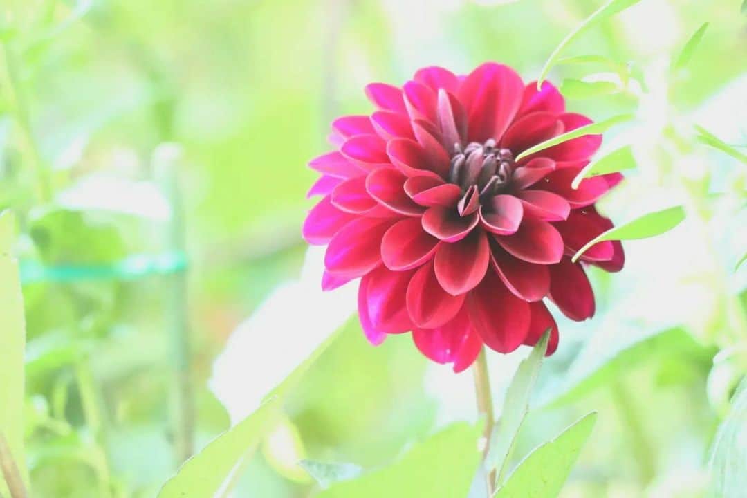花の写真館のインスタグラム：「Photo by @a5m___12o6. https://instagram.com/a5m___12o6/ . Original Post[投稿いただいたURL] https://www.instagram.com/p/CulIinbvxly/ . 本アカウントは、 #私の花の写真 をつけてInstagramに投稿された皆さまの花の写真や、「花の写真館」Facebookページで投稿された花の写真を紹介します。 「花の写真館」Facebookページは、「 @floral.photograph 」のプロフィールにあるURLからご覧ください。 . ※各種法令、マナー、関係者の指示に従った撮影をお願いします。 *Please ensure that your photography adheres to all relevant laws, etiquette, and instructions issued by authorized persons. ※本アカウントは東京カメラ部がFacebook、Instagramのサービスを利用して運営しているもので、Meta社・Instagramとは一切関係ありません。 . #花の写真館 #floralphotograph #floralphoto #flower #flowers Follow: @floral.photograph」