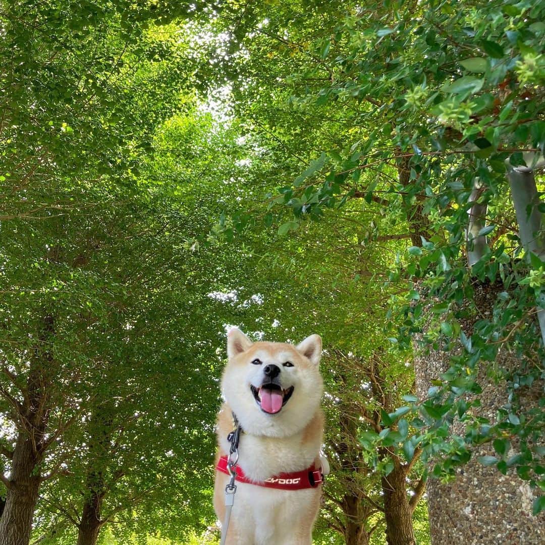 てんパパさんのインスタグラム写真 - (てんパパInstagram)「木陰から離れられません。 #木陰愛好犬 #休憩多め #ハニワ公園」8月21日 19時23分 - tenchan.shiba