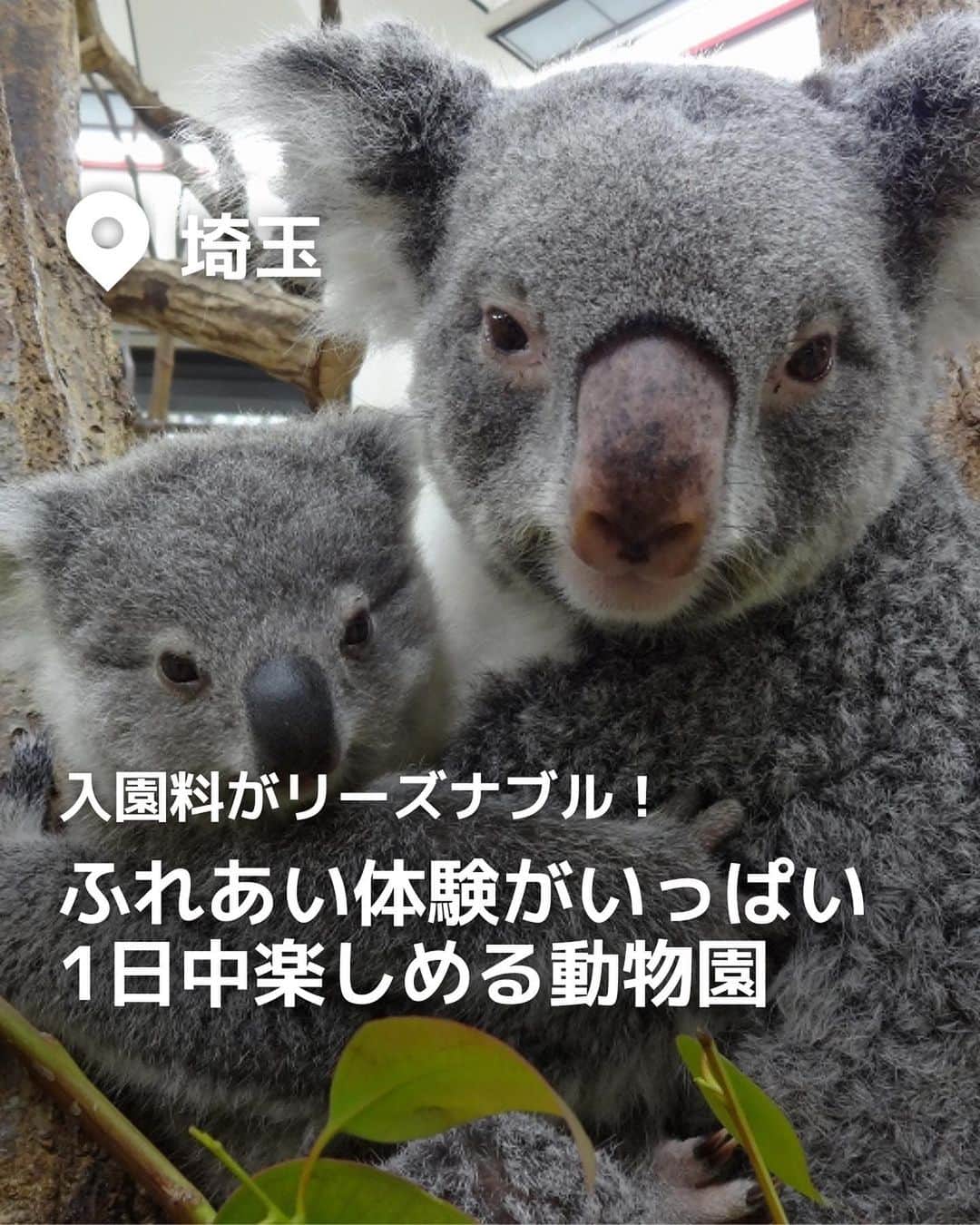 iko-yo（いこーよオフィシャル）さんのインスタグラム写真 - (iko-yo（いこーよオフィシャル）Instagram)「今回「入園料がリーズナブル！ふれあい体験がいっぱいの1日中楽しめる動物園」をピックアップ！ @ikoyo_odekake に他の投稿も！ ーーーーーーーーーーーーーーーーーーー 【埼玉県こども動物自然公園】 @saitamazoo 大人気のコアラをはじめ、キリン、レッサーパンダ、カピバラなどなど、200種類以上の動物がいます。 その最大の魅力はなんといっても・・・動物たちとの距離が近いこと！ ポニーに乗ったり、ウサギやモルモットを抱っこしたり、ウシのお乳を搾ったりと、ふれあい体験もできるんです！ しかも、入園料は小学校就学前の未就学児は無料！大人700円、小・中学生はなんと200円とリーズナブル♪家族で1日まるごと楽しめちゃいます！ 広い敷地内には、室内で快適に遊べる「こどもの城（国際児童年記念館）」もあるので、雨の日も大丈夫です！  ※2023年8月15日時点の情報です。 最新の情報は公式HPや「いこーよ」サイトでご確認ください。 ーーーーーーーーーーーーーーーーーーー おでかけ情報量は日本最大級！ 子どもとお出かけ情報サイト「いこーよ」 「親子でおでかけしたい場所」をご紹介させていただいています！  お子さんとのおでかけの思い出の写真を、このアカウントをフォローの上#いこーよ #いこーよおでかけ部 をつけてぜひ投稿してください。魅力的な写真は、いこーよ公式SNSで紹介させていただきます！  募集中タグ#いこーよ #いこーよおでかけ部  「子どもと行きたい！」と思ったら保存が便利！ プロフィールのURLから「いこーよ」のサイトに行くと、他の投稿やオトクな情報などが載っています♪ ☞ @ikoyo_odekake  #いこーよ #お出かけ #おでかけ #お出かけスポット #子連れ #子連れ旅行#こどものいる暮らし #子連れスポット  #子どもとおでかけ #埼玉ママ #埼玉旅行 #埼玉観光 #東松山ママ #東松山観光 #東松山旅行 #動物園 #ふれあい動物園 #ふれあい #餌やり #餌やり体験 #レッサーパンダ #ペンギン#コアラ#アスレチック#乗馬体験」8月21日 19時37分 - ikoyo_odekake