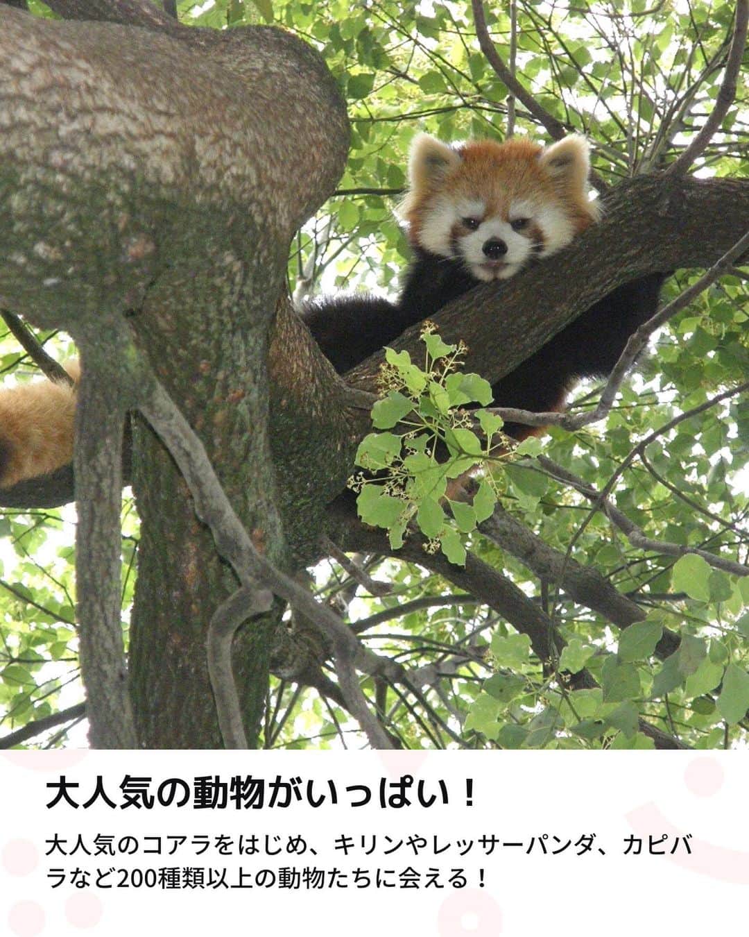iko-yo（いこーよオフィシャル）さんのインスタグラム写真 - (iko-yo（いこーよオフィシャル）Instagram)「今回「入園料がリーズナブル！ふれあい体験がいっぱいの1日中楽しめる動物園」をピックアップ！ @ikoyo_odekake に他の投稿も！ ーーーーーーーーーーーーーーーーーーー 【埼玉県こども動物自然公園】 @saitamazoo 大人気のコアラをはじめ、キリン、レッサーパンダ、カピバラなどなど、200種類以上の動物がいます。 その最大の魅力はなんといっても・・・動物たちとの距離が近いこと！ ポニーに乗ったり、ウサギやモルモットを抱っこしたり、ウシのお乳を搾ったりと、ふれあい体験もできるんです！ しかも、入園料は小学校就学前の未就学児は無料！大人700円、小・中学生はなんと200円とリーズナブル♪家族で1日まるごと楽しめちゃいます！ 広い敷地内には、室内で快適に遊べる「こどもの城（国際児童年記念館）」もあるので、雨の日も大丈夫です！  ※2023年8月15日時点の情報です。 最新の情報は公式HPや「いこーよ」サイトでご確認ください。 ーーーーーーーーーーーーーーーーーーー おでかけ情報量は日本最大級！ 子どもとお出かけ情報サイト「いこーよ」 「親子でおでかけしたい場所」をご紹介させていただいています！  お子さんとのおでかけの思い出の写真を、このアカウントをフォローの上#いこーよ #いこーよおでかけ部 をつけてぜひ投稿してください。魅力的な写真は、いこーよ公式SNSで紹介させていただきます！  募集中タグ#いこーよ #いこーよおでかけ部  「子どもと行きたい！」と思ったら保存が便利！ プロフィールのURLから「いこーよ」のサイトに行くと、他の投稿やオトクな情報などが載っています♪ ☞ @ikoyo_odekake  #いこーよ #お出かけ #おでかけ #お出かけスポット #子連れ #子連れ旅行#こどものいる暮らし #子連れスポット  #子どもとおでかけ #埼玉ママ #埼玉旅行 #埼玉観光 #東松山ママ #東松山観光 #東松山旅行 #動物園 #ふれあい動物園 #ふれあい #餌やり #餌やり体験 #レッサーパンダ #ペンギン#コアラ#アスレチック#乗馬体験」8月21日 19時37分 - ikoyo_odekake