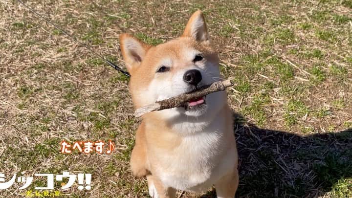シッコウ!!〜犬と私と執行官〜のインスタグラム
