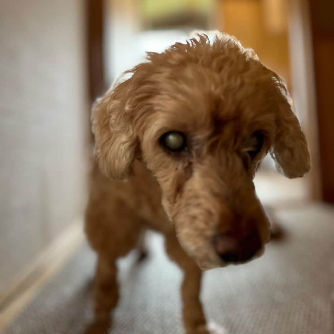 平山あやさんのインスタグラム写真 - (平山あやInstagram)「うちには老犬さんが2人います🐶  まめころさん16歳😌❤️  インスタやってるのでぜひフォローしてくださいませ😘  @mamecorosan   #dog #love #老犬さん」8月21日 19時51分 - aya_hirayama