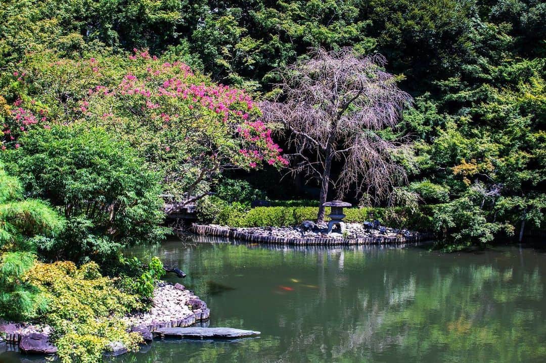 八芳園さんのインスタグラム写真 - (八芳園Instagram)「晩夏の木漏れ日が、美しく揺らめく日本庭園。 池の畔では、百日紅が鮮やかに咲いています。  百日紅の見頃は七月から九月ごろまで。  およそ百日に渡って花が咲くために、この名前が付けられたという説があるそうです。  夏の名残を感じる、鮮やかな情景をお愉しみください。  ☁️☁️☁️  #八芳園 #happoen #日本庭園 #夏 #港区 #summer #白金台 #お散歩 #百日紅   #flowerstagram #flower_daily #はなまっぷ #私の花の写真 #日本の四季 #はなすたぐらむ   #東京カメラ部 #カメラ好きな人と繋がりたい #写真好きな人と繋がりたい #ファインダー越しの私の世界 #その瞬間に物語を #キリトリセカイ  #japanesegarden #japan_daytime_view #japantravel #tokyotrip #japan_of_insta #jp_mood #tokyotokyo #special_spot #green」8月21日 19時54分 - happoen