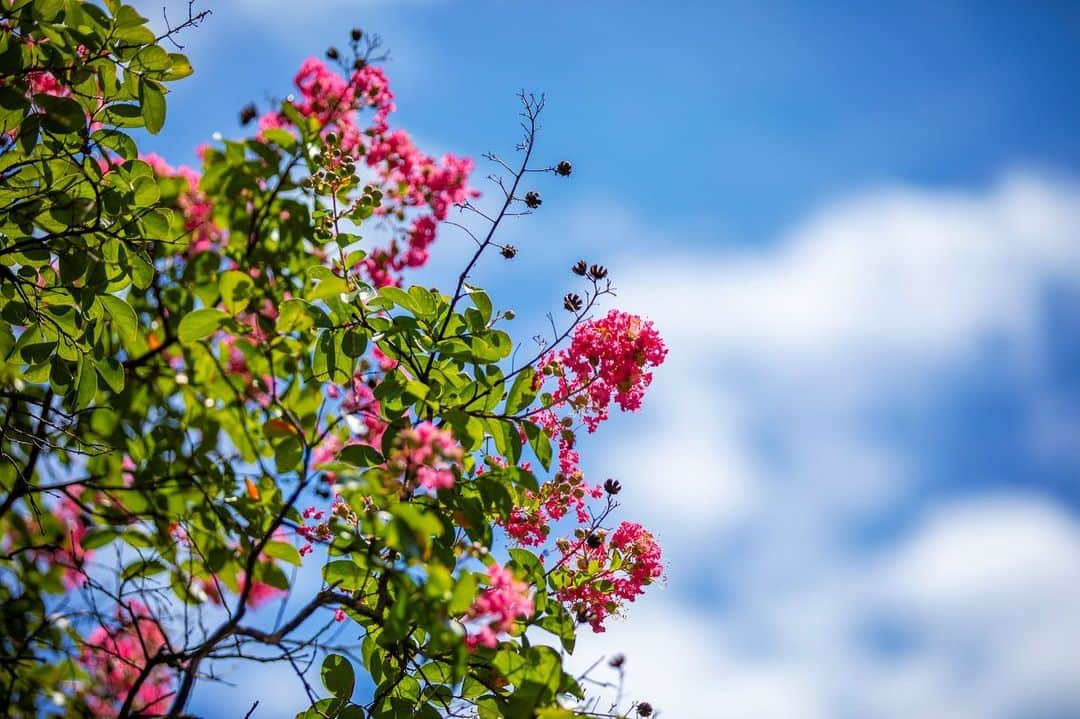 八芳園さんのインスタグラム写真 - (八芳園Instagram)「晩夏の木漏れ日が、美しく揺らめく日本庭園。 池の畔では、百日紅が鮮やかに咲いています。  百日紅の見頃は七月から九月ごろまで。  およそ百日に渡って花が咲くために、この名前が付けられたという説があるそうです。  夏の名残を感じる、鮮やかな情景をお愉しみください。  ☁️☁️☁️  #八芳園 #happoen #日本庭園 #夏 #港区 #summer #白金台 #お散歩 #百日紅   #flowerstagram #flower_daily #はなまっぷ #私の花の写真 #日本の四季 #はなすたぐらむ   #東京カメラ部 #カメラ好きな人と繋がりたい #写真好きな人と繋がりたい #ファインダー越しの私の世界 #その瞬間に物語を #キリトリセカイ  #japanesegarden #japan_daytime_view #japantravel #tokyotrip #japan_of_insta #jp_mood #tokyotokyo #special_spot #green」8月21日 19時54分 - happoen