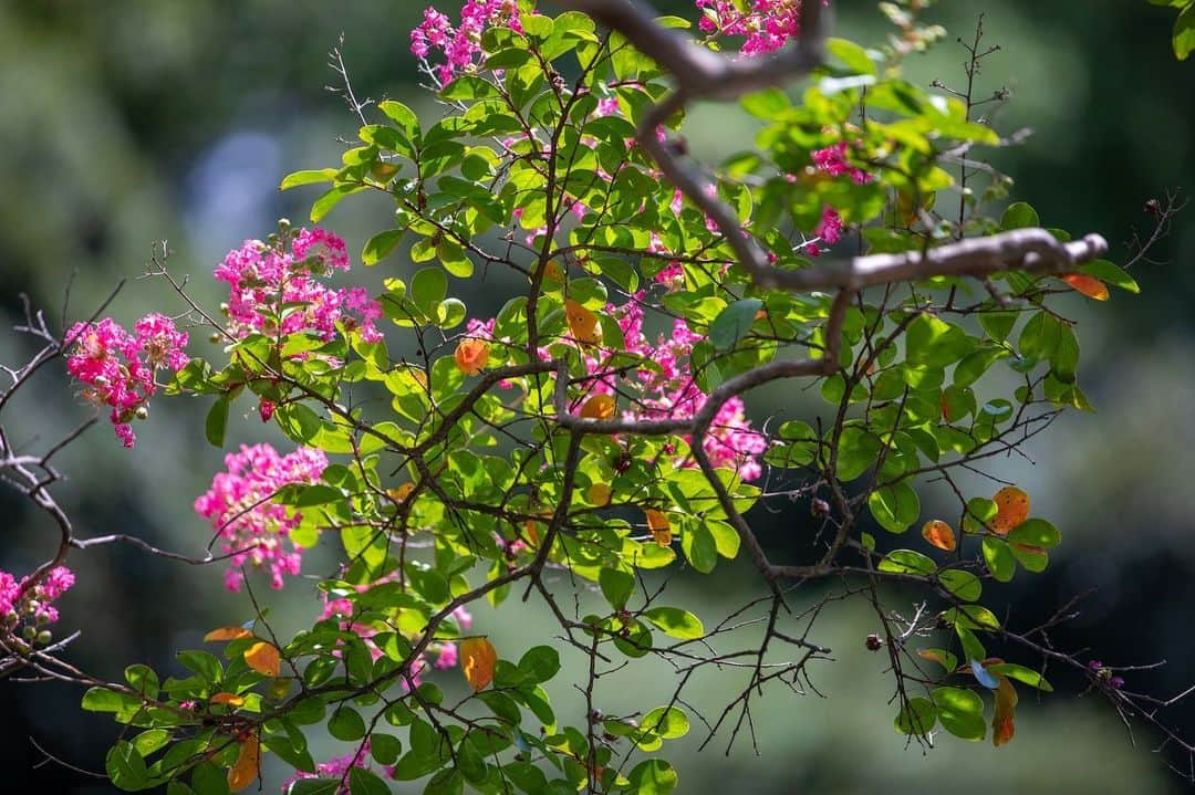 八芳園さんのインスタグラム写真 - (八芳園Instagram)「晩夏の木漏れ日が、美しく揺らめく日本庭園。 池の畔では、百日紅が鮮やかに咲いています。  百日紅の見頃は七月から九月ごろまで。  およそ百日に渡って花が咲くために、この名前が付けられたという説があるそうです。  夏の名残を感じる、鮮やかな情景をお愉しみください。  ☁️☁️☁️  #八芳園 #happoen #日本庭園 #夏 #港区 #summer #白金台 #お散歩 #百日紅   #flowerstagram #flower_daily #はなまっぷ #私の花の写真 #日本の四季 #はなすたぐらむ   #東京カメラ部 #カメラ好きな人と繋がりたい #写真好きな人と繋がりたい #ファインダー越しの私の世界 #その瞬間に物語を #キリトリセカイ  #japanesegarden #japan_daytime_view #japantravel #tokyotrip #japan_of_insta #jp_mood #tokyotokyo #special_spot #green」8月21日 19時54分 - happoen