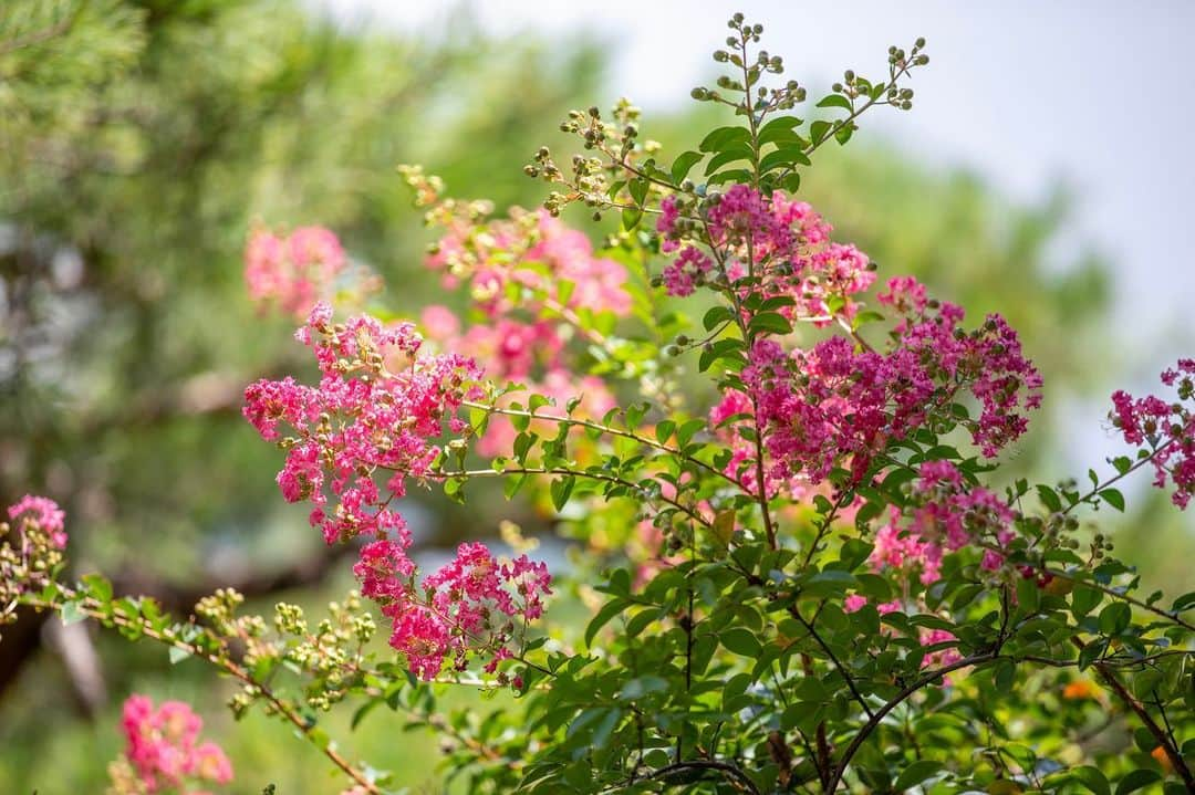 八芳園さんのインスタグラム写真 - (八芳園Instagram)「晩夏の木漏れ日が、美しく揺らめく日本庭園。 池の畔では、百日紅が鮮やかに咲いています。  百日紅の見頃は七月から九月ごろまで。  およそ百日に渡って花が咲くために、この名前が付けられたという説があるそうです。  夏の名残を感じる、鮮やかな情景をお愉しみください。  ☁️☁️☁️  #八芳園 #happoen #日本庭園 #夏 #港区 #summer #白金台 #お散歩 #百日紅   #flowerstagram #flower_daily #はなまっぷ #私の花の写真 #日本の四季 #はなすたぐらむ   #東京カメラ部 #カメラ好きな人と繋がりたい #写真好きな人と繋がりたい #ファインダー越しの私の世界 #その瞬間に物語を #キリトリセカイ  #japanesegarden #japan_daytime_view #japantravel #tokyotrip #japan_of_insta #jp_mood #tokyotokyo #special_spot #green」8月21日 19時54分 - happoen