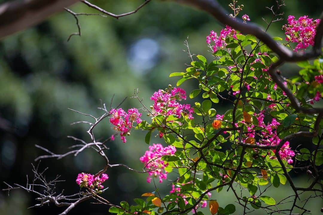 八芳園のインスタグラム：「晩夏の木漏れ日が、美しく揺らめく日本庭園。 池の畔では、百日紅が鮮やかに咲いています。  百日紅の見頃は七月から九月ごろまで。  およそ百日に渡って花が咲くために、この名前が付けられたという説があるそうです。  夏の名残を感じる、鮮やかな情景をお愉しみください。  ☁️☁️☁️  #八芳園 #happoen #日本庭園 #夏 #港区 #summer #白金台 #お散歩 #百日紅   #flowerstagram #flower_daily #はなまっぷ #私の花の写真 #日本の四季 #はなすたぐらむ   #東京カメラ部 #カメラ好きな人と繋がりたい #写真好きな人と繋がりたい #ファインダー越しの私の世界 #その瞬間に物語を #キリトリセカイ  #japanesegarden #japan_daytime_view #japantravel #tokyotrip #japan_of_insta #jp_mood #tokyotokyo #special_spot #green」