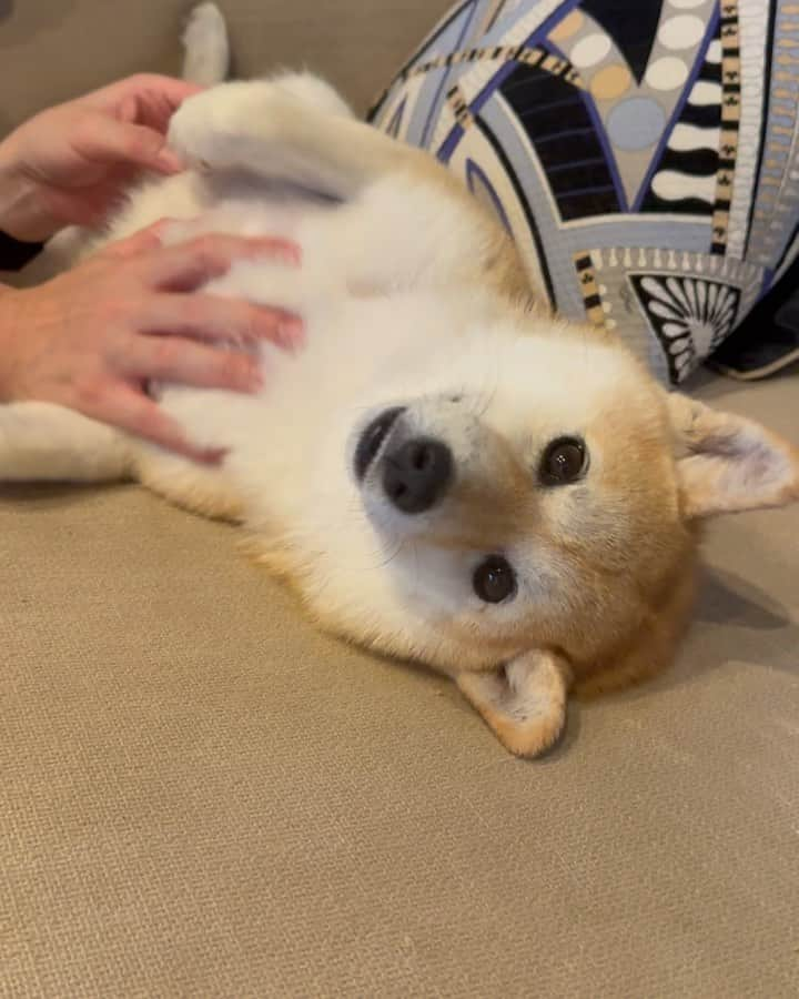 shibainu berryのインスタグラム：「🦊うーん、なんか違うー🥺 #柴犬 #柴 #べりやん #べりむく #多頭飼い #徳島 #berry #shiba #shibainu  #shibainumania #ぷにっと部 #口角キュキュッと部 #チーム俺様 →部員絶賛募集中 #shiba_snap #proudshibas #instagramjapan #ふわもこ部 #pecoいぬ部 #pecotv #9gag @9gag @barked」