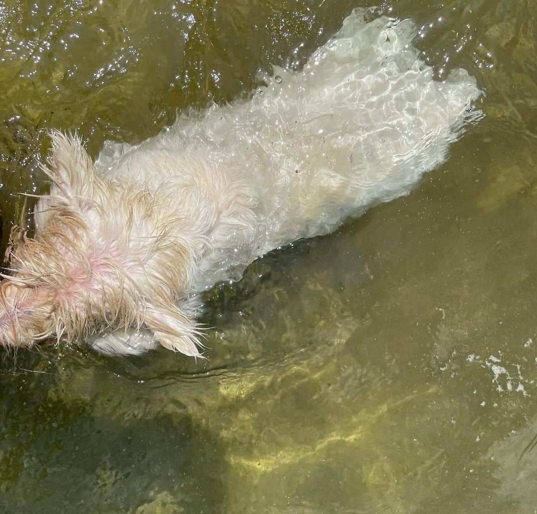 ユン・ジンソさんのインスタグラム写真 - (ユン・ジンソInstagram)「뭉치 수영 쇼 😁  더우니까 올여름 처음으로 풍덩 뛰어 들더니 알아서 수영을 하더라.   #뭉치」8月21日 20時18分 - augustjin