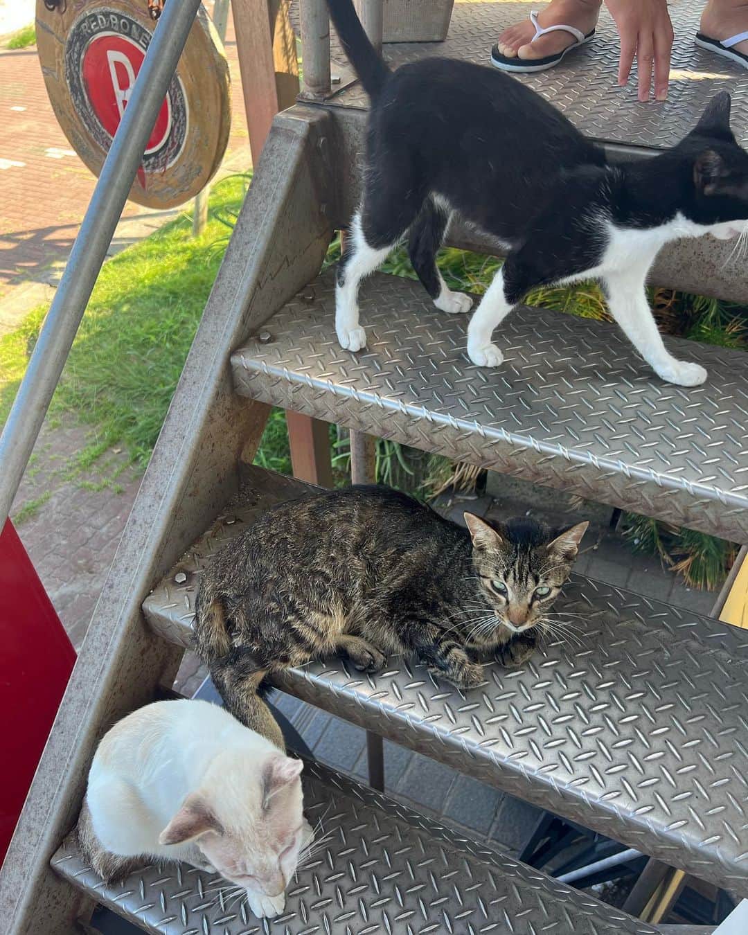 鈴本美愉のインスタグラム：「仲良し猫🐈🐈🐈」
