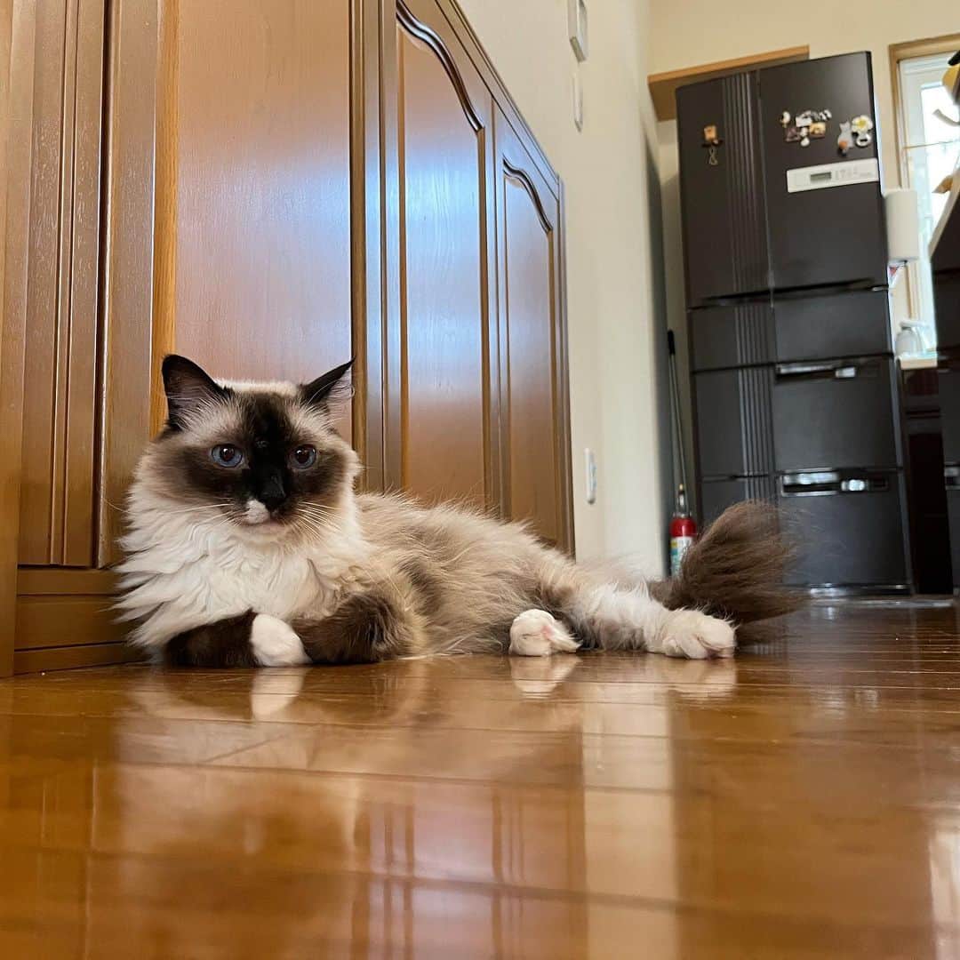 takegaeruのインスタグラム：「キッチンもリビングも把握できるのがランの定位置😽  #cat #猫 #ragdoll #ラグドール #ホワイトポッチーズ」