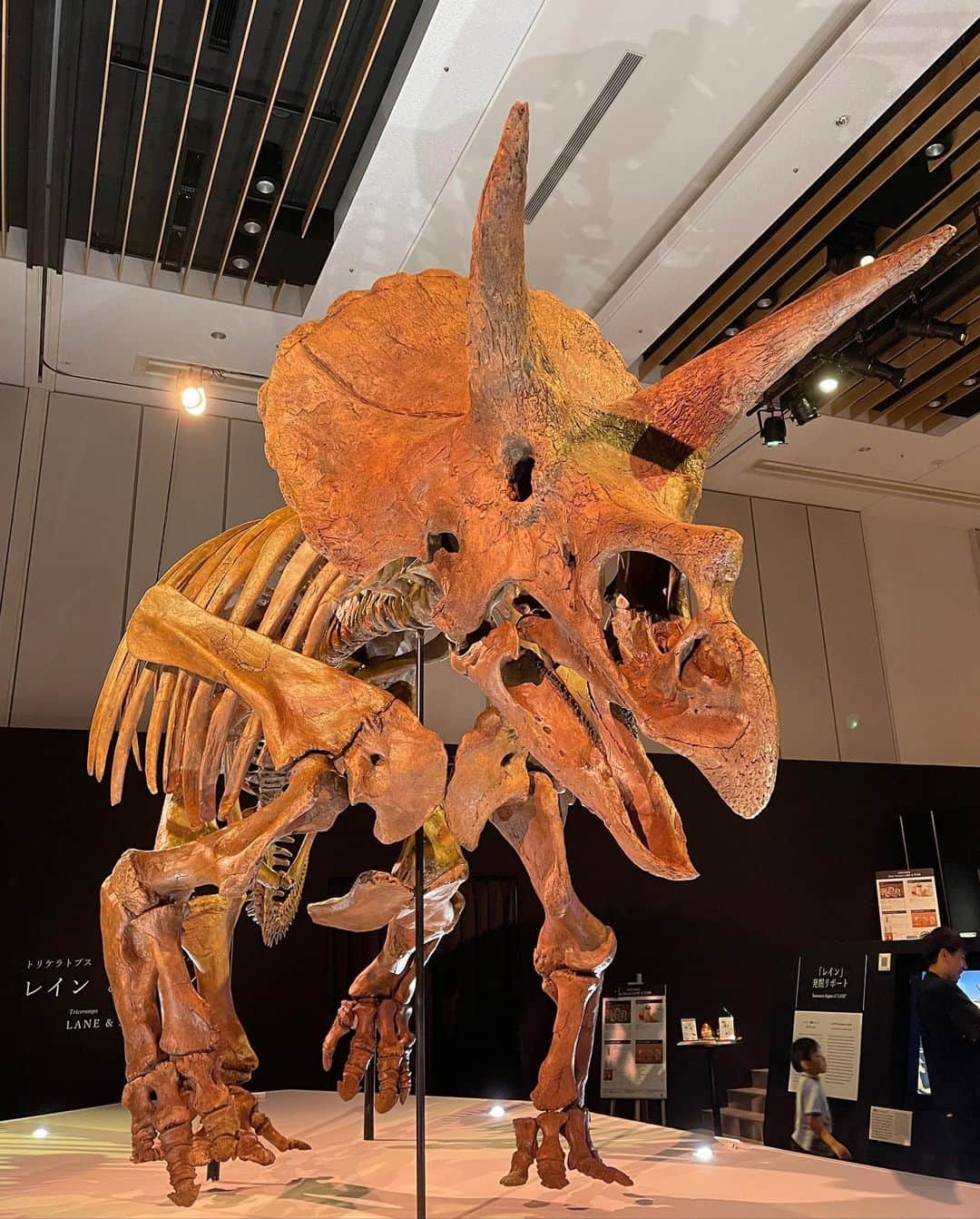 岩井拳士朗さんのインスタグラム写真 - (岩井拳士朗Instagram)「骨  #dinosaur #pterosaur #Plesiosauria #Aves #Fossil」8月21日 20時58分 - kenshiro_iwai