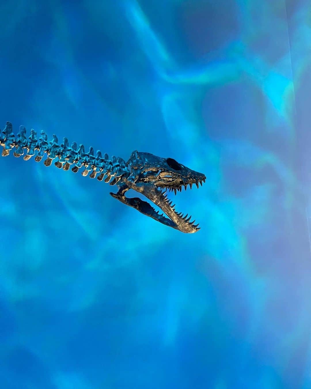 岩井拳士朗さんのインスタグラム写真 - (岩井拳士朗Instagram)「骨  #dinosaur #pterosaur #Plesiosauria #Aves #Fossil」8月21日 20時58分 - kenshiro_iwai