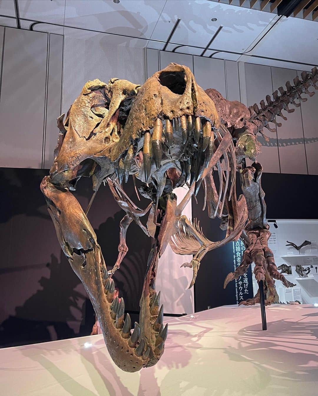岩井拳士朗さんのインスタグラム写真 - (岩井拳士朗Instagram)「骨  #dinosaur #pterosaur #Plesiosauria #Aves #Fossil」8月21日 20時58分 - kenshiro_iwai
