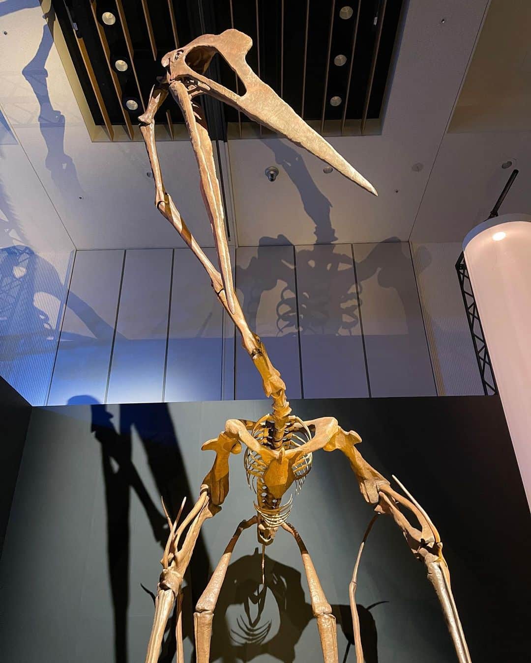 岩井拳士朗さんのインスタグラム写真 - (岩井拳士朗Instagram)「骨  #dinosaur #pterosaur #Plesiosauria #Aves #Fossil」8月21日 20時58分 - kenshiro_iwai
