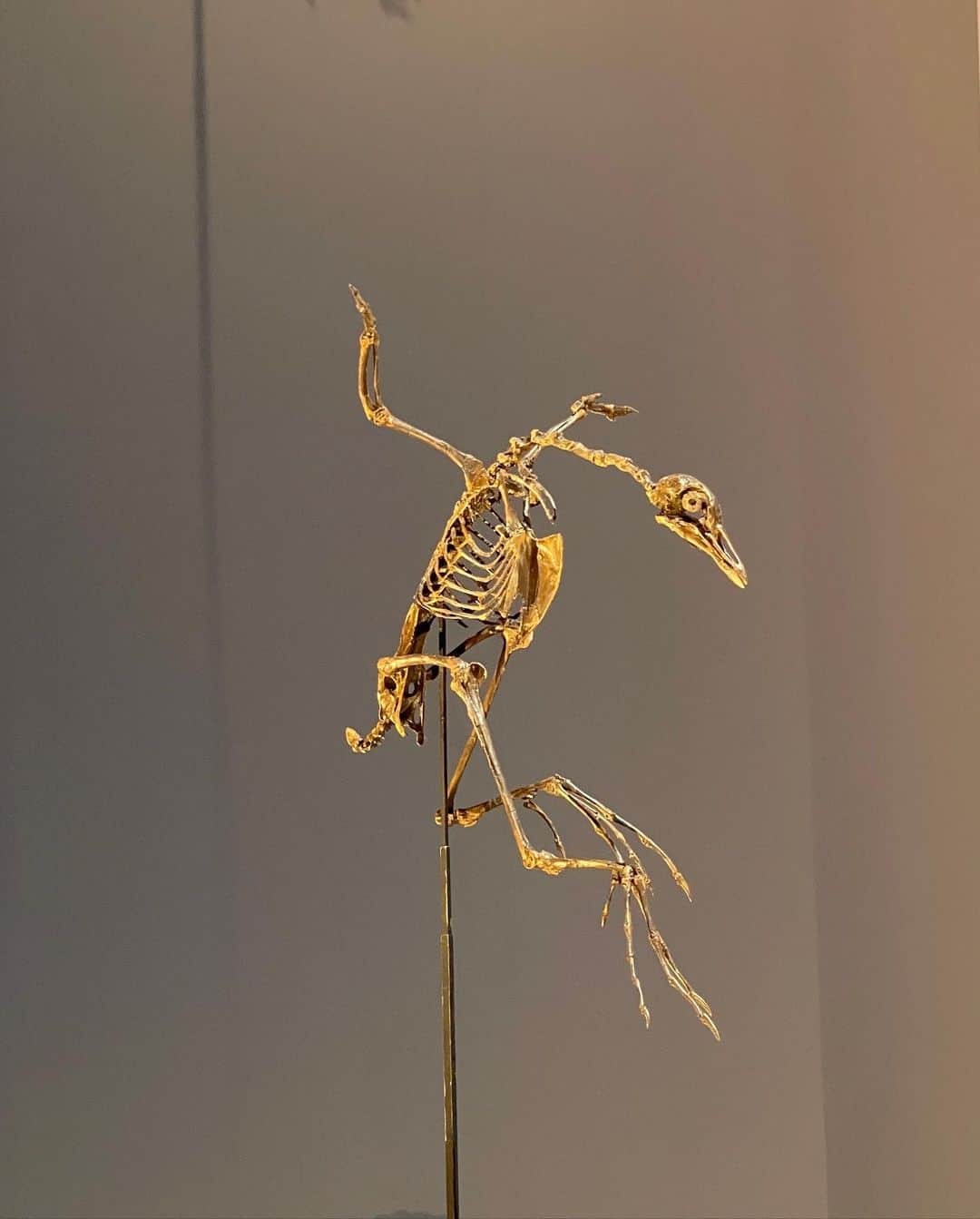 岩井拳士朗さんのインスタグラム写真 - (岩井拳士朗Instagram)「骨  #dinosaur #pterosaur #Plesiosauria #Aves #Fossil」8月21日 20時58分 - kenshiro_iwai