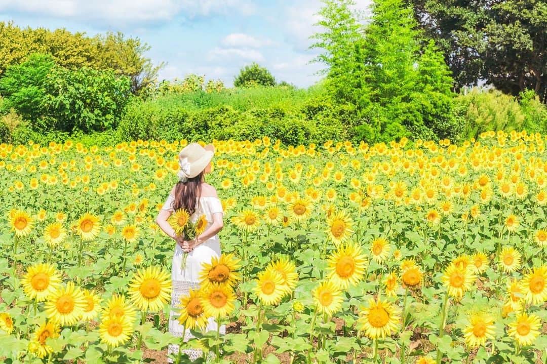 Mikaさんのインスタグラム写真 - (MikaInstagram)「『sunflower』  🌻🌻🌻  災害級の暑さが続いてるけど負けないで夏を楽しむようにしてる👒  またプールにも行ってきました👙 残暑という感じじゃない！  常夏、酷暑です☀️  ・ ・ ・ photo by @isanori.m 📸 model @mika_portrait  ・ ・ ・ ・ follow me💋  #美花展 #向日葵 #向日葵ポートレート #向日葵畑 #向日葵が好き  #向日葵撮影 #誰かの記憶に残る写真 #カメラ好きな人と繋がりたい #ファインダー越しの私の世界 #ポトレファン倶楽部 #被写体モデル #その瞬間は永遠の思い出 #みんなのフォト #ポトレ女子 #撮影依頼募集中 #jp_portrait部 #japanesegirl #asianbeauty #love_camera_club #jp_portrait #sunflowerseason  #_lovely_weekend #sunflower  #sunflowersofinstagram  #portraitfestival #portraitinlove #portrait_mood #exclusive_world_portrait  #instagood #instagramjapan」8月21日 21時00分 - mika_portrait