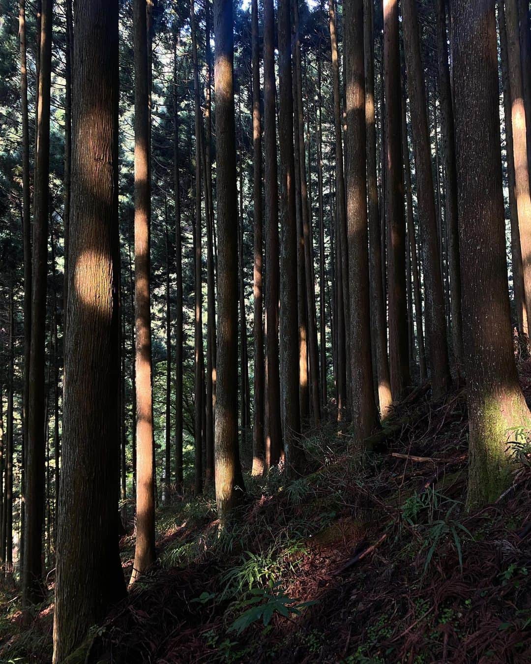 柴田紗希のインスタグラム：「am7:00 nature talk   自然と会話するの上手になってきたと思う。嬉しい。 みんなしゃべれる♡優しい♡  伝えたらすぐにこたえてくれて エネルギーを無限に共有してくれる自然さん憧れ。 一体なイメージ自分も自然〜🌿」