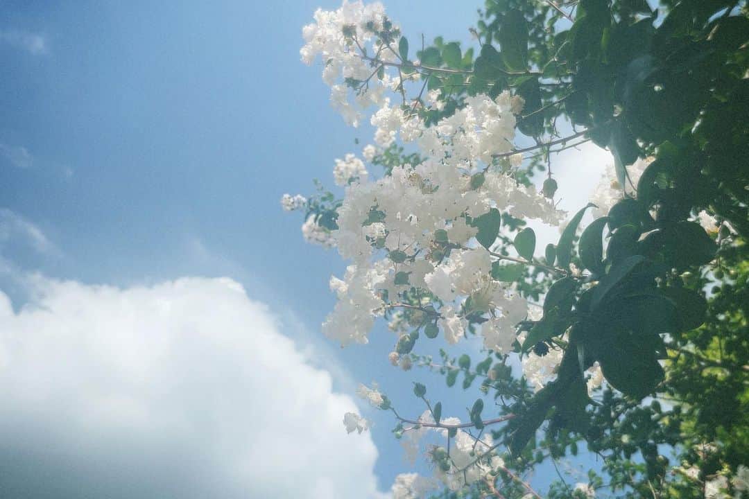 井上玲音のインスタグラム：「・ ・ 今年諦めかけてた ひまわり畑りさと行けたー！  #ひまわり畑 #入江里咲 #井上玲音」