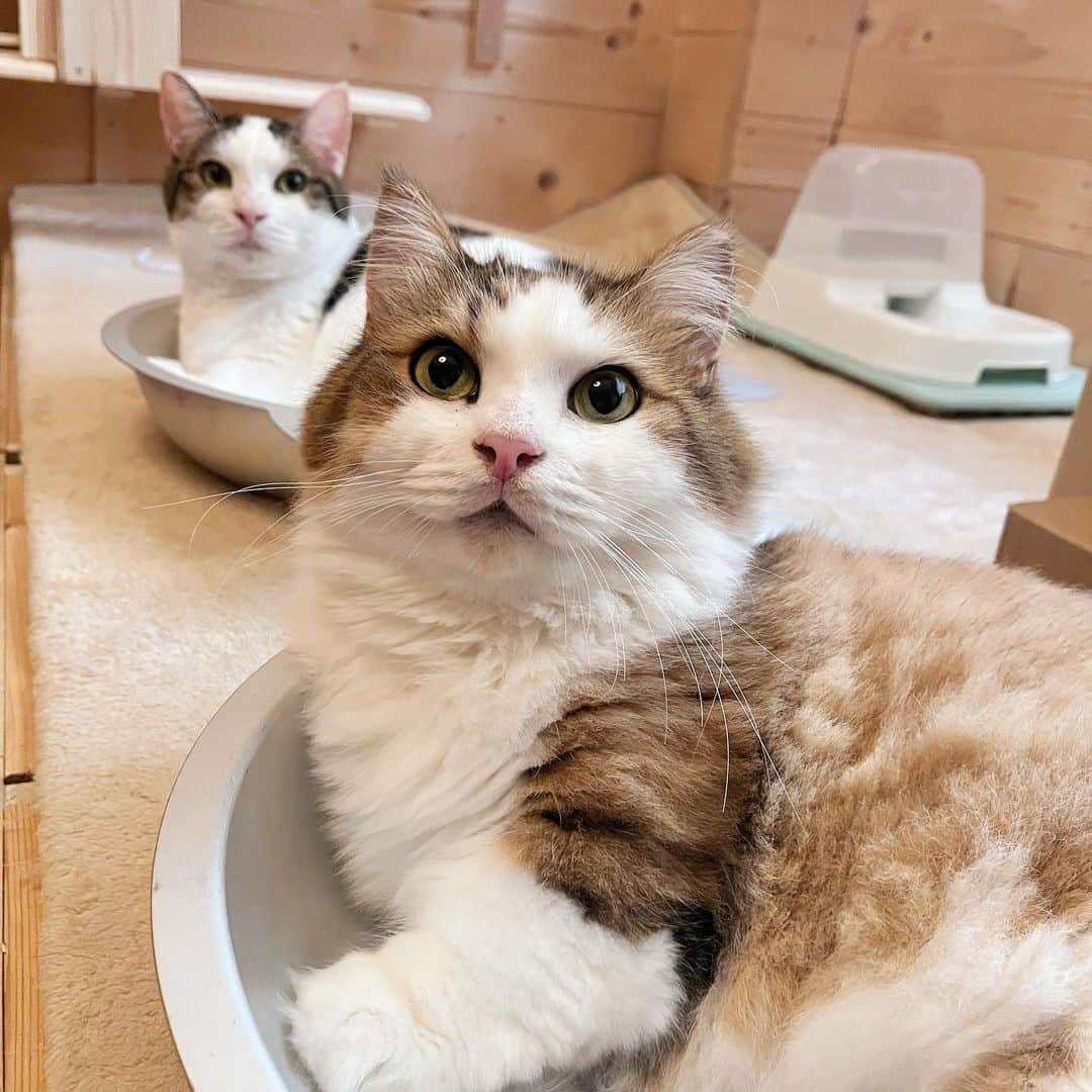 ひのき猫さんのインスタグラム写真 - (ひのき猫Instagram)「秀ちゃんかわよ❤️  ・ ・ ・  #ひのき猫  #秀吉  #モコモコ猫  #父猫  #マンチカン  #短足猫  #かわいい猫  #ぬいぐるみ猫  #猫との生活  #にゃんすたぐらむ  #cat  #catstagram  #cutecats」8月21日 21時28分 - hinoki.cute.kitten