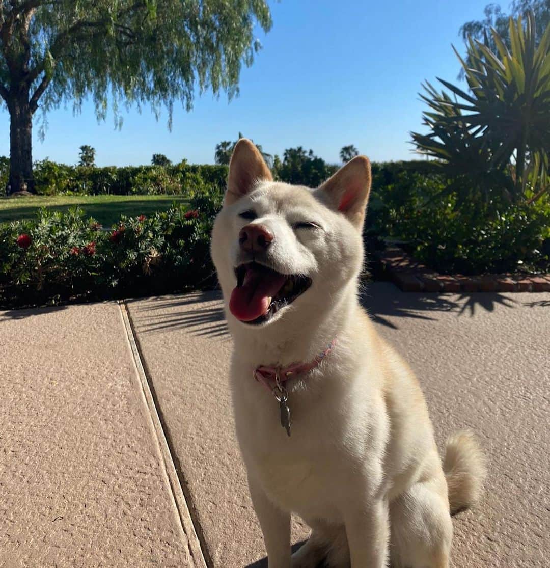 のインスタグラム：「It’s this angel’s 15th birthday today. 🥹 even though I’ve only been her adoptive mum for these past 5 years, she has brought some much joy to my life that I can’t imagine a life without her in it anymore. I’d never heard of Shiba Inu’s before I met Kyta and south, but let me tell you, it’s def been a ride. They couldn’t be more different than each other. While south is super anxious and naughty, Kyta is just the perfect dog, always doing everything right and just being the most people pleasing dog I’ve ever met, that sometimes I wonder if she’s def a shiba or a dog for that matter 😅. She loves her walks, sunbathing in the backyard, bossing everyone around and snuggling. She the sweetest snuggle buddy and even though she’s pretty much deaf and blind she still walks around like she’s the boss (well she is, I’m just the keeper that pays the bills to her house 😂)  Happy birthday sweet girl, I love you so much. I’ll make sure aunt @emmalindsey gives you some cake today 🤍❤️」