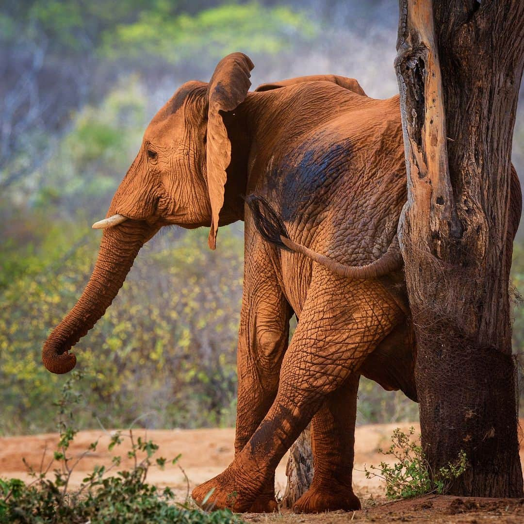 アニマルプラネットさんのインスタグラム写真 - (アニマルプラネットInstagram)「"Ah, sweet relief" 🐘  A dusty African #elephant scratches an itch in Tsavo East, Kenya.  📷: Vicki Jauron  #Animals #Nature」8月21日 22時00分 - animalplanet