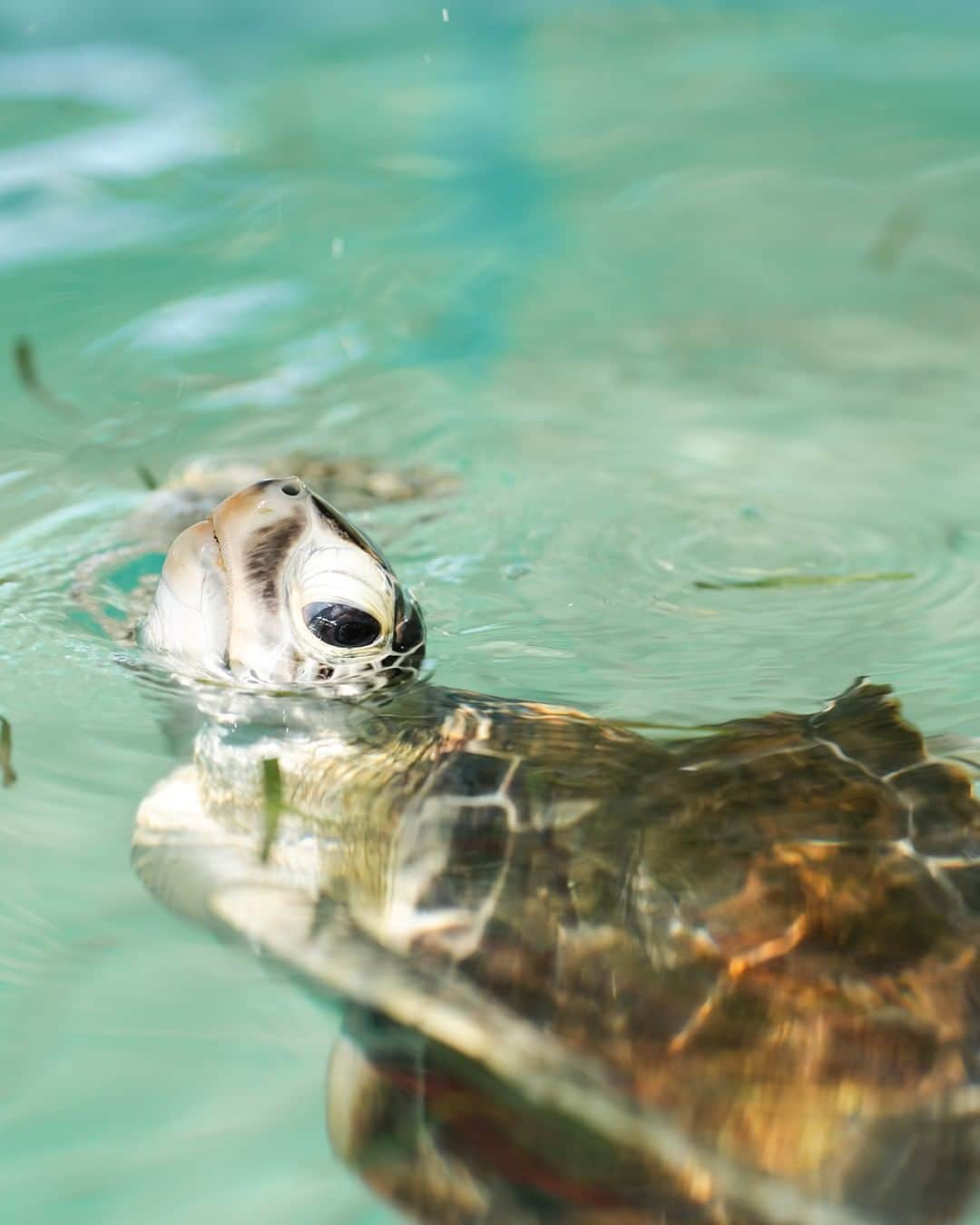 Velaa Private Islandのインスタグラム：「Our Coral Restoration team had a successful day raising awareness at this year’s Lhaviyani Turtle Fest, coming together with likeminded communities to share practices that can support our marine ecosystem and making pledges to continue helping the environment! #VelaaPrivateIsland」