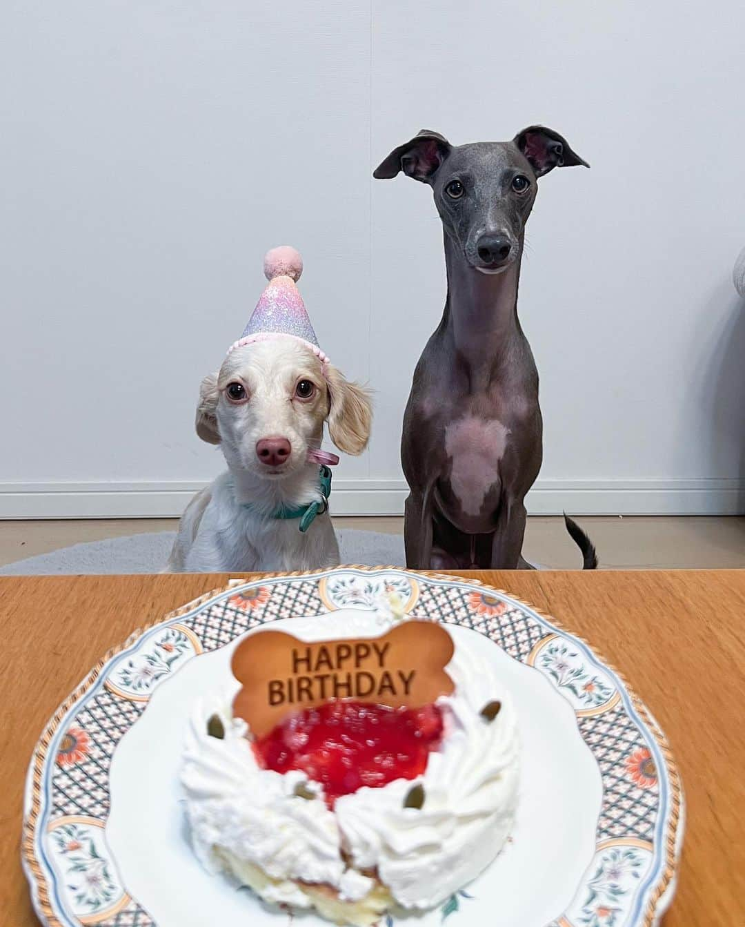 Azusaさんのインスタグラム写真 - (AzusaInstagram)「Happy 2nd birthday 🥳 EL🩵🐾 ⁡ エルが2歳になりました🥹 保護犬なので本当に生まれた日はわからないけどうちで決めたお誕生日にお祝いしてます🎂 ⁡ エルが来てくれてから幸せが倍増したよ☺️ 毎日たくさん笑顔にしてくれてありがとう💓だいすき！ ⁡ ⁡ #dogstagram#dogportrait#dogoftheday#iggylife#iggysofinstagram#doglover#doglife#perro#italiangreyhound#stylishdog#sighthound#イタグレ#いぬすたぐらむ#いぬのいる暮らし#犬のいる生活#イタリアングレーハウンド#サイトハウンド#ダックスMIX#ダックスフンド#保護犬#保護犬を家族に#rescuedog#rescuedogsofinstagram」8月21日 22時18分 - az.dancy