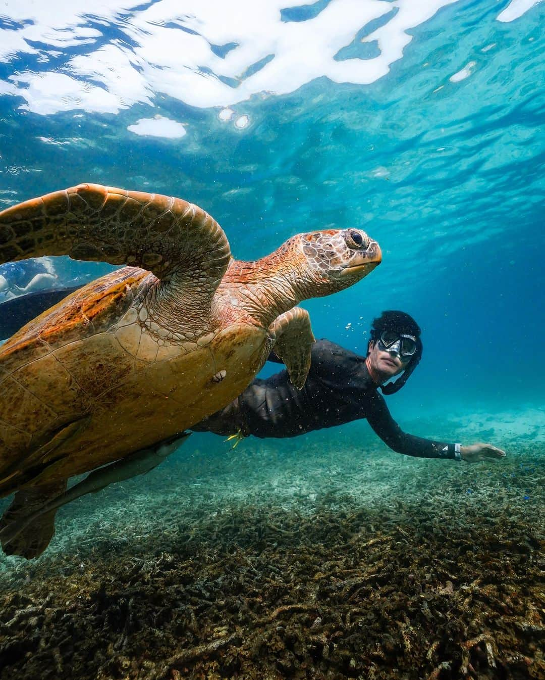 八代健さんのインスタグラム写真 - (八代健Instagram)「Hermosas islas Koh Tao 🤍  #beach #freedive #beachlife  ขอบคุณสำหรับรุปใต้น้ำสวยงามครับ @piipawit @b.blanked  🐶 เขาชื่อ99น่ารักมาก @islandbikerclub」8月21日 22時22分 - kenyashiro